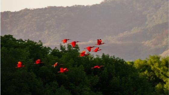 Sarasota-Manatee Birdwatching